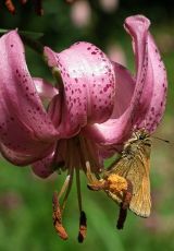 Tuerkenbundlilie Lengeltal